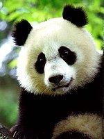 panda velká