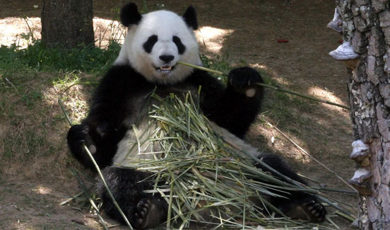 panda velká